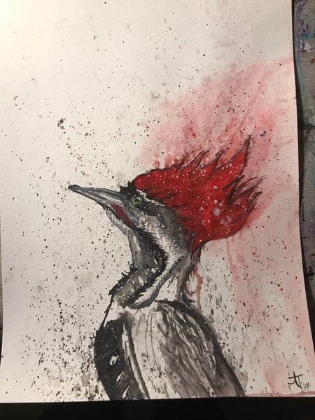 Image of Alabama Woodpecker
