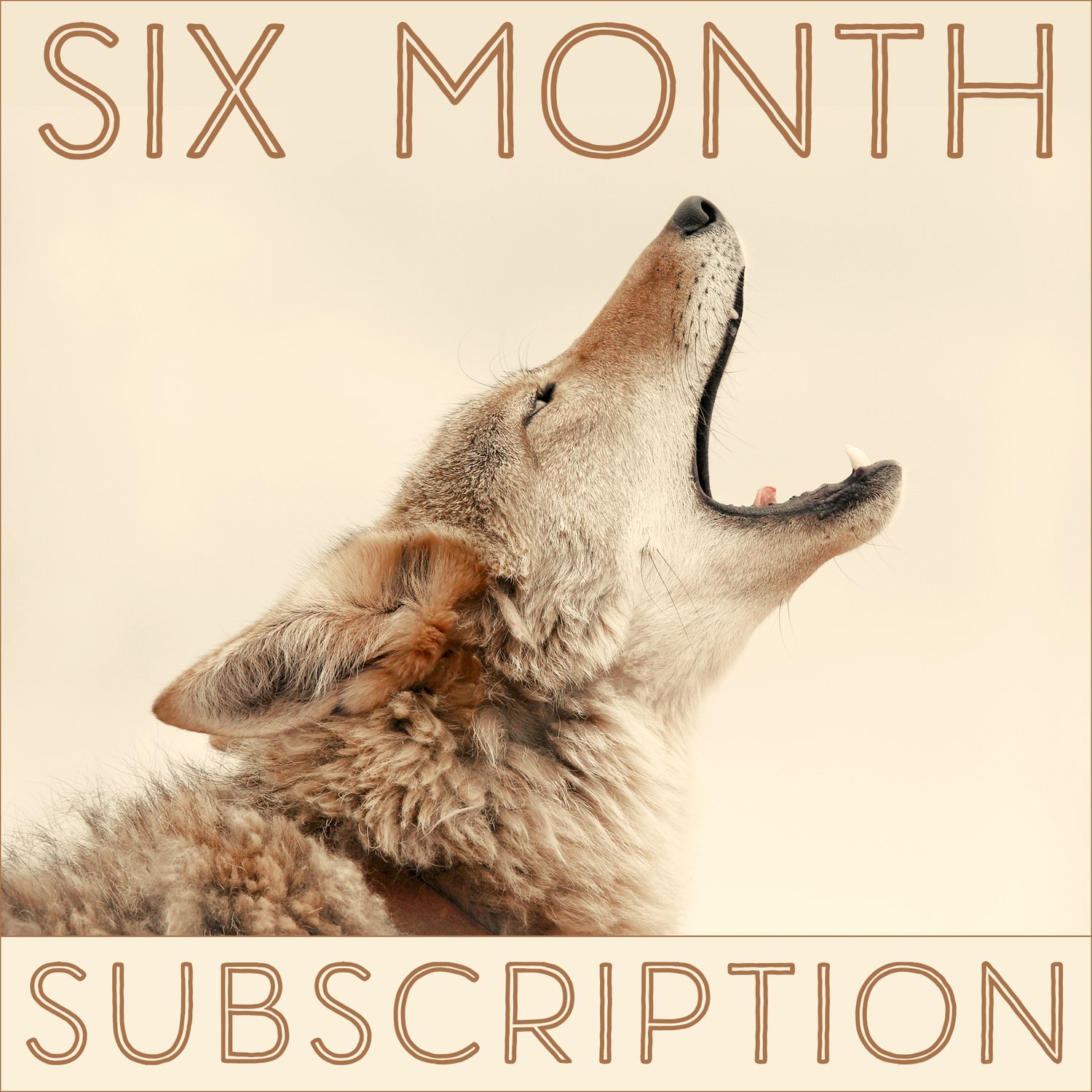 Six Months of the Daily Coyote Daily Coyote