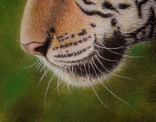 Image of Bengal Tiger