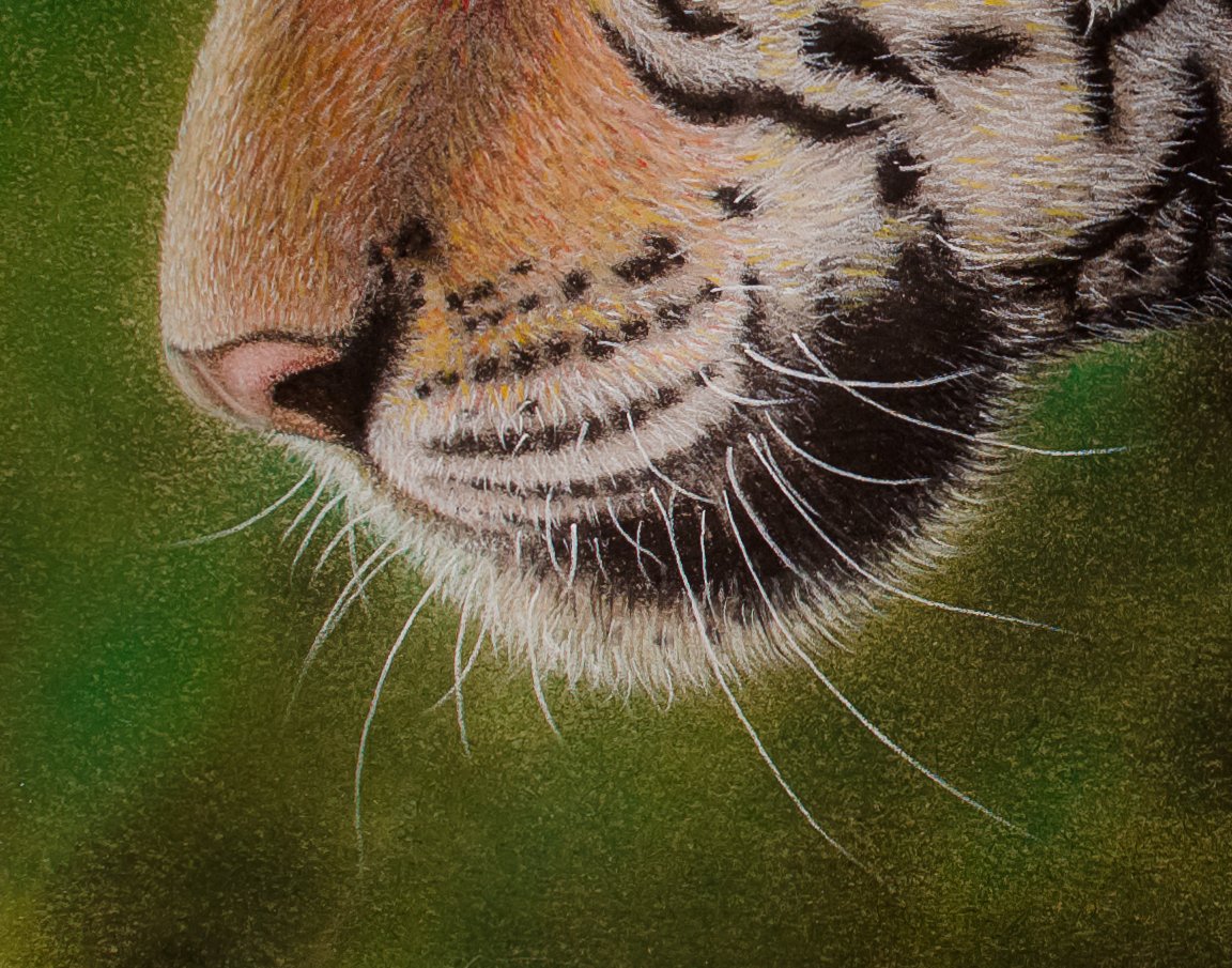 Bengal Tiger Fun Facts Art Board Print for Sale by KyleNesas