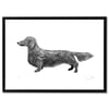 Print: Dachshund / Dackel