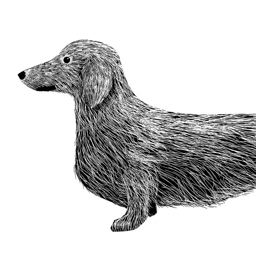 Print: Dachshund / Dackel