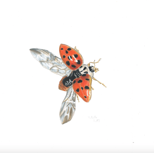 Image of Lady friend (Coccinella californica)