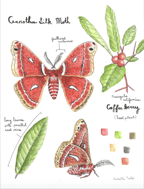 Image of Ceanothus Silk Moth w/ Host Plant Coffeeberry