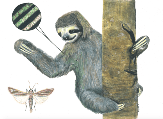 Image of Symbiosis (Three-toed Sloth & Slothmoth)