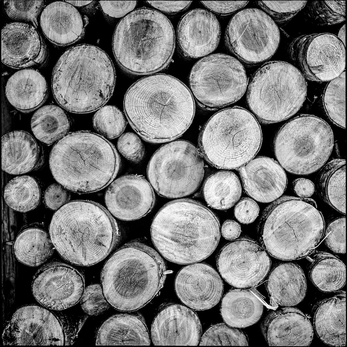 Image of Mayne Island wood pile