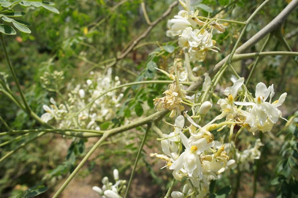 Image of Moringa Tea Leaves