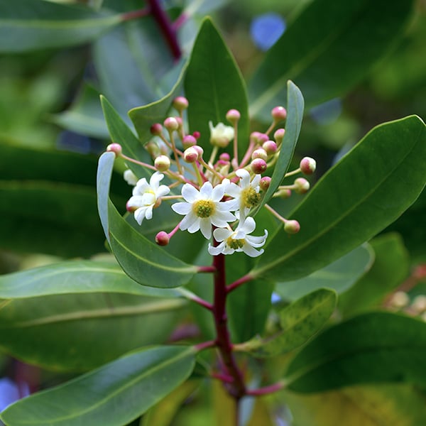 Image of Catuaba Bark Tea