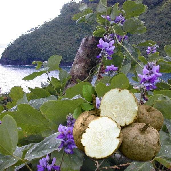 Image of Pueraria Mirifica Tea