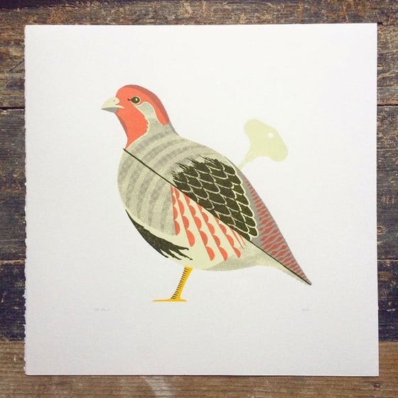 Image of Grey Partridge