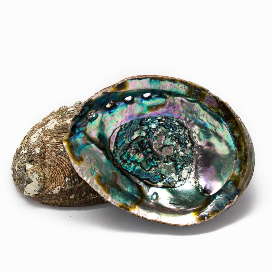 Image of Abalone Shell