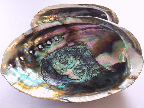 Image of Abalone Shell