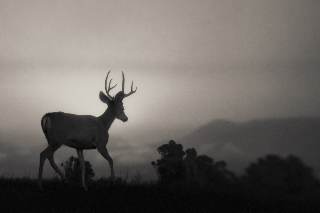 Image of Buck
