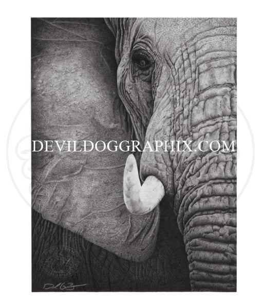 Image of ELEPHANT DRAWING PRINT