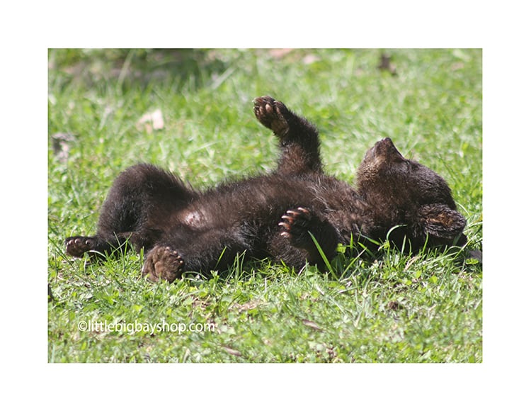 Four Cub photos Image 3