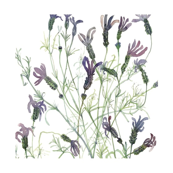 Image of French Lavender