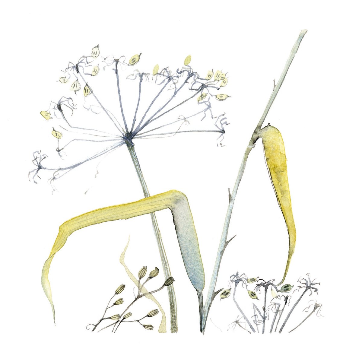 Hogweed | ERICA JUST ARTIST