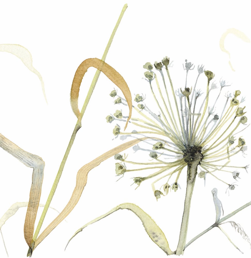 Image of Allium and Grasses