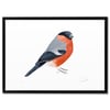 Print: Bullfinch