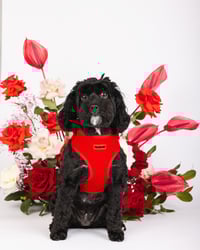 Image 2 of LOVE LUX HARNESS SET - ROUGE