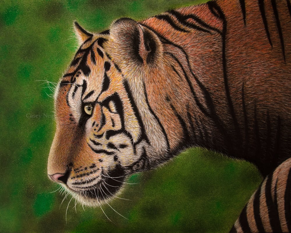 Image of Bengal Tiger