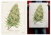 Image of Snoop Dogg- Show Poster Collectors Edition