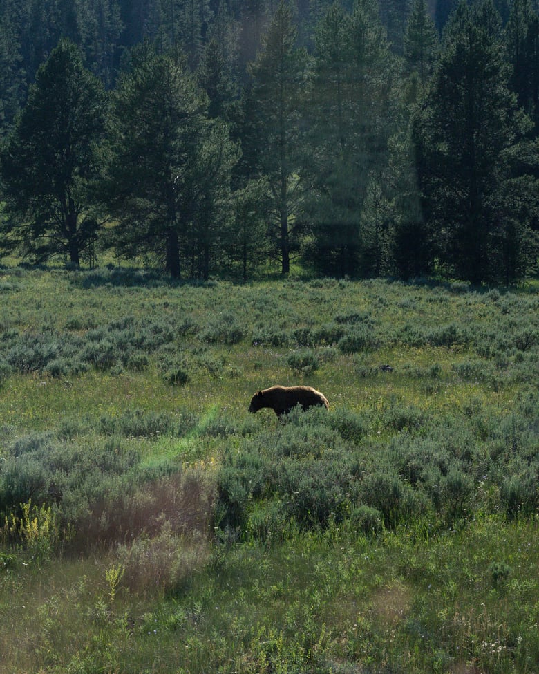 Image of The Bear
