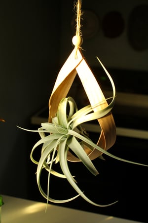 Image of Wooden Air Plant Hanger