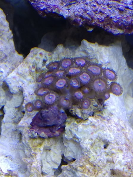 Image of Pink and Purple Zoas