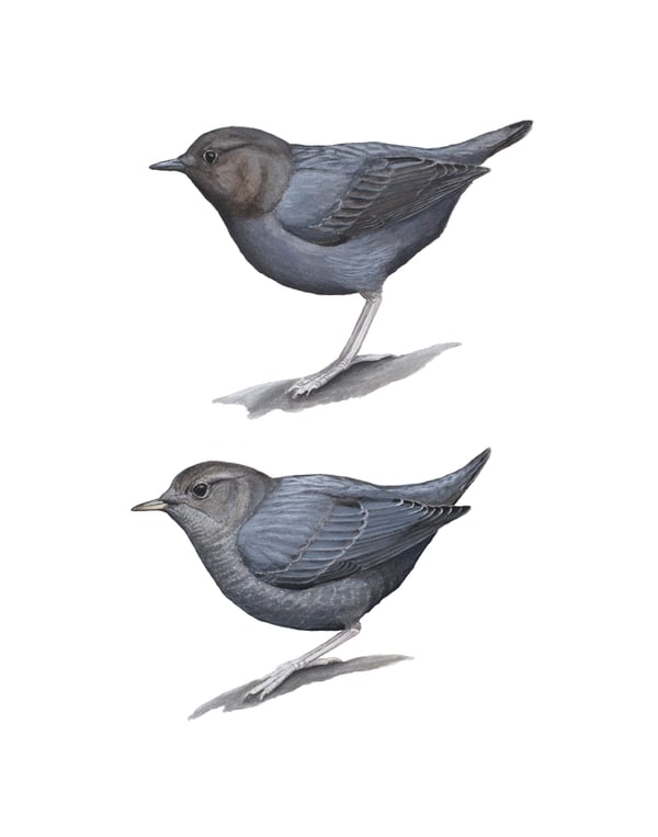 Image of 11X14" Limited Giclee Print: American Dipper