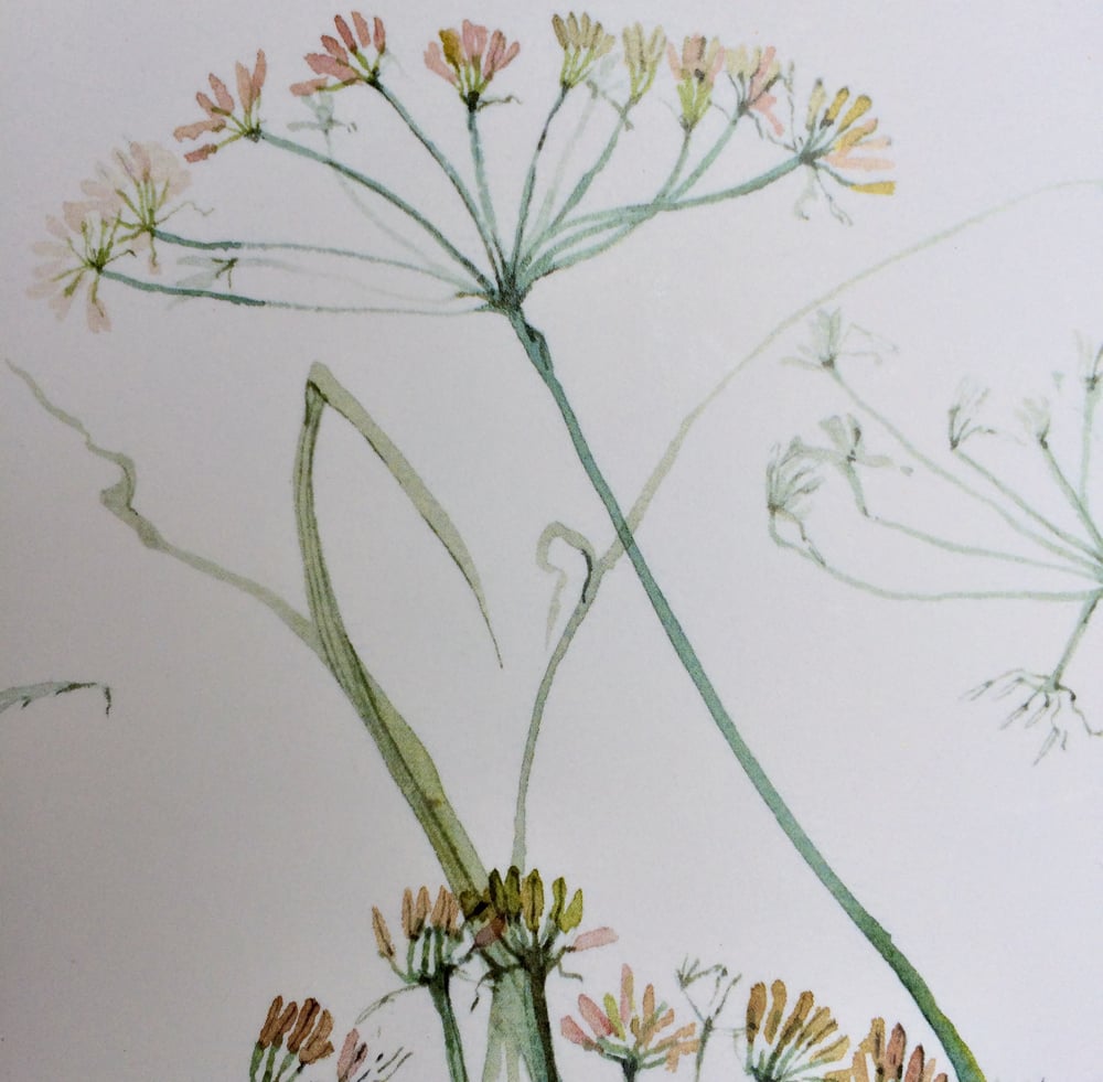 Image of Fennel Greetings Card