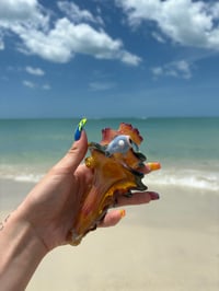 fish conch