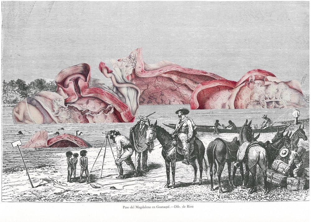 Image of Anatomie de la Nature #6