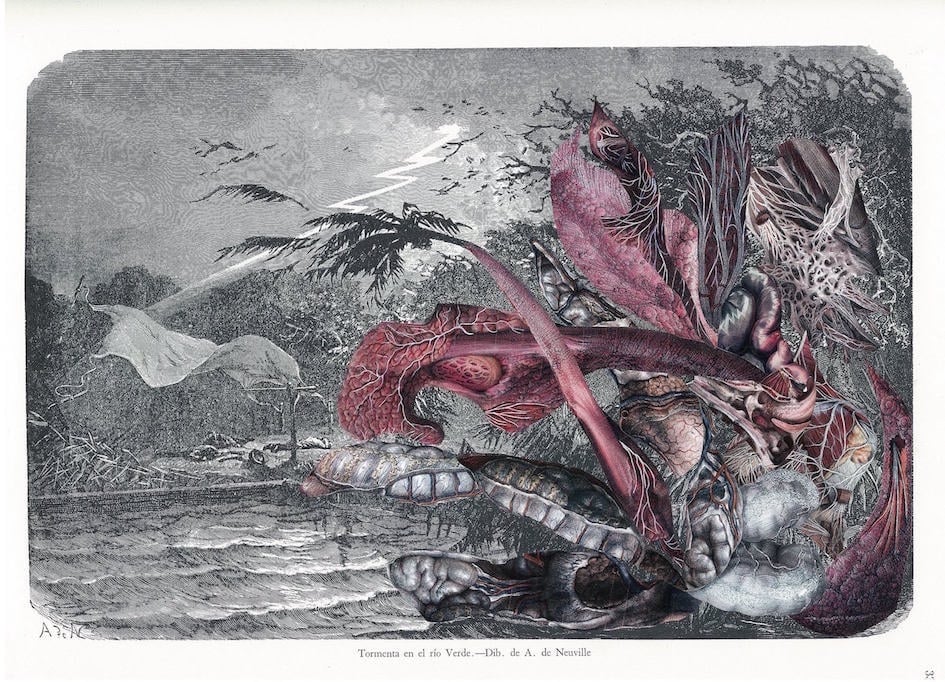 Image of Anatomie de la nature #10