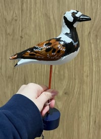 Image 2 of Ruddy Turnstone