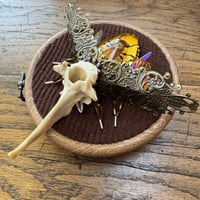 Image 2 of Specimen beetle (b, 4  inches)