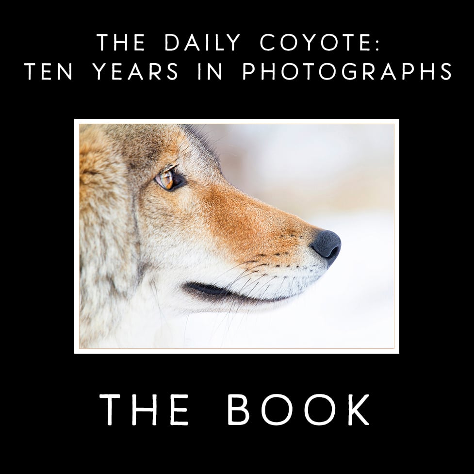 Image of The Daily Coyote: Ten Years In Photographs