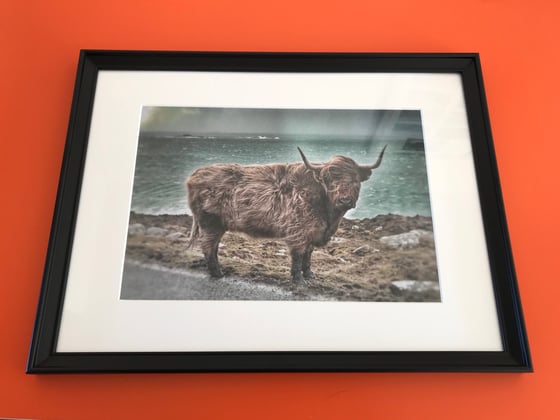 Image of Coo on the beach
