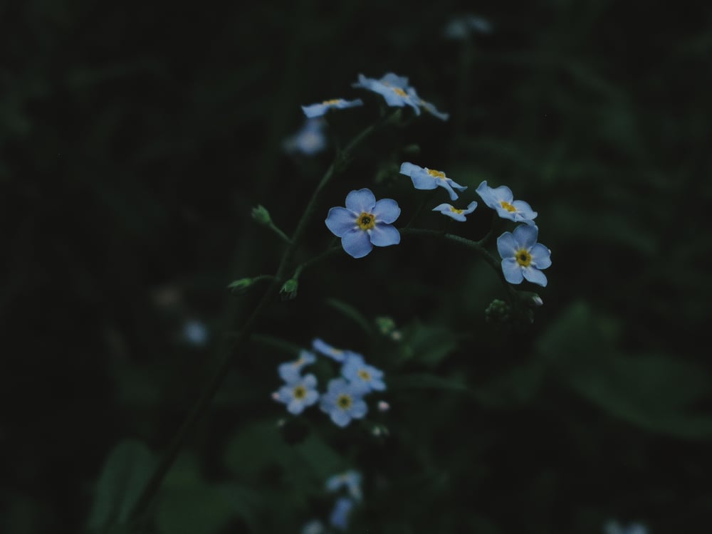 Image of Forget Me Not, Love