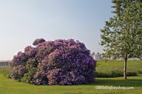 Lilacs