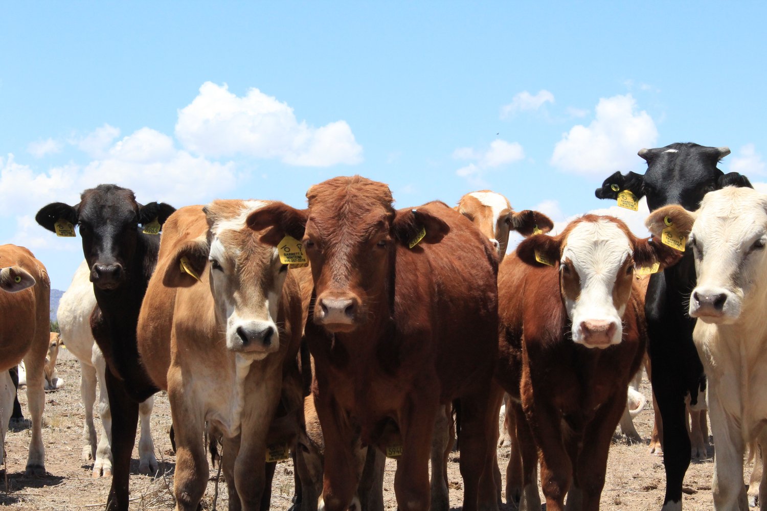 Image of Curious Cows