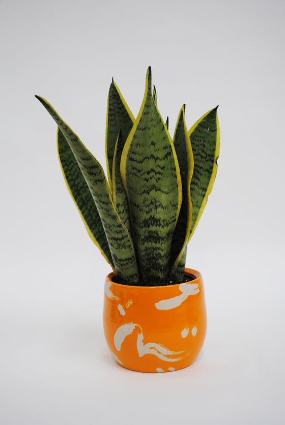 Image of Deco Dance Plant Pot Orange