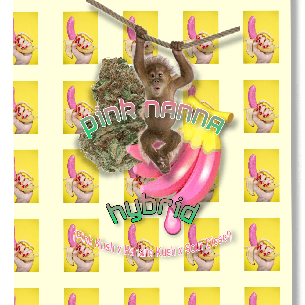 Image of Seeds/Flower/Extract - Strain: PINK NANNA