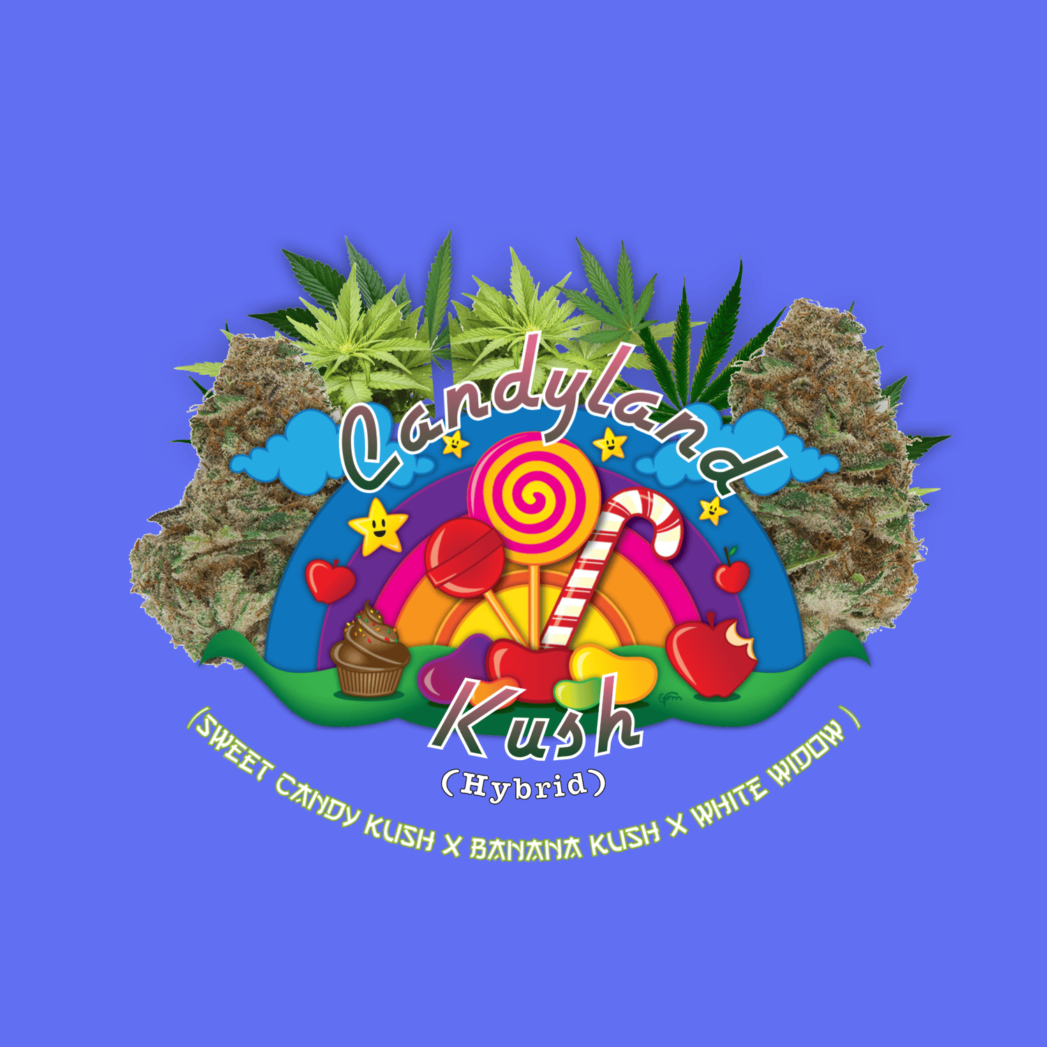 Image of Seeds/Flower/Extract - Strain: CANDYLAND KUSH