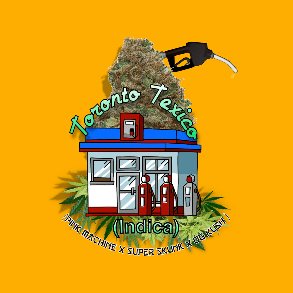Image of Seeds/Flower/Extract - Strain: TORONTO TEXICO *Limited Packs left