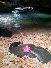 Image 1 of Pink Hibiscus