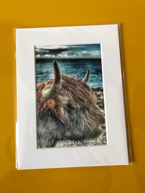 Image of Coo Head