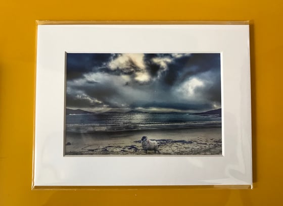 Image of Sheep on the beach