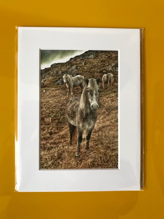 Image of Eriskay Ponies