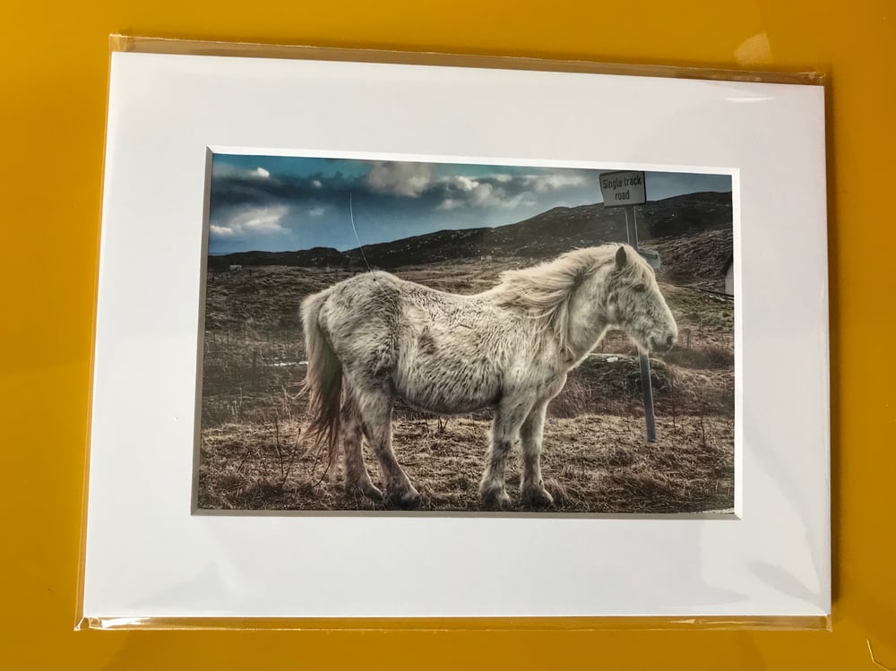 Image of Eriskay pony